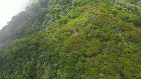 Above the Forest Mountain Video stock 231203523