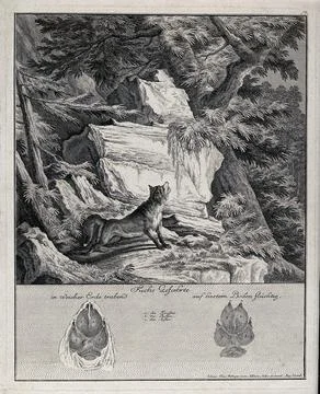 Above, a fox standing on a mountain craig staring into a tree-top in pursui.. Stock Illustration