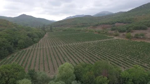 Above the grape fields in Crimea Stock Footage 61626929