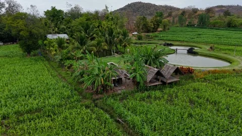 Above the Green: A Drone’s Eye View of the Countryside Stock Footage 302989067