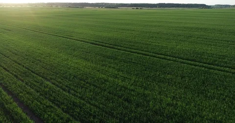 Above green field Stock Footage 95063670