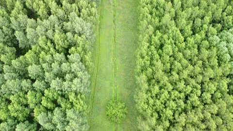 Above a green forest 動画素材 158753991
