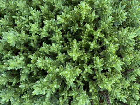 From above green leaf background, macro plant concept Stock Photos