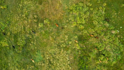 Above a green meadow Stock Footage 235004487