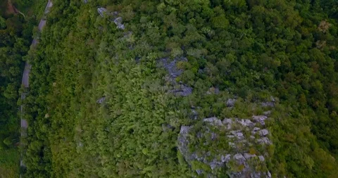 Above green trees taking off to the sky at national park Khao Yai, Thailand Stock Footage 108469736