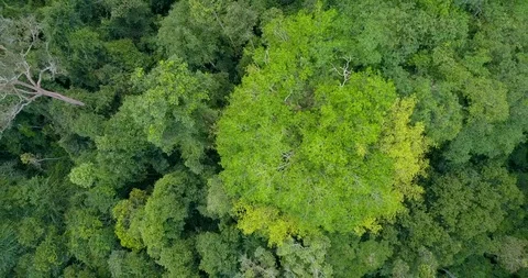 Above green trees taking off to the sky at national park Khao Yai, Thailand Video stock 108470070