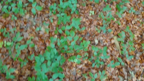 Above the ground in the forest Stock Footage 100785230