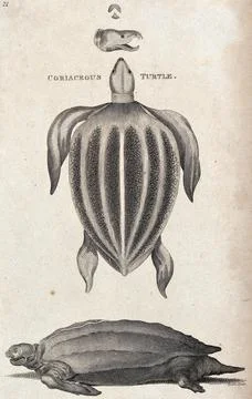 Above, the head of a coriaceous turtle; middle, a coriaceous turtle seen fr.. イラスト素材