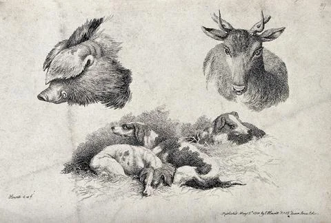 Above, a hog's head and a stag's head; below, hunting dogs resting in the s.. Stock Illustration