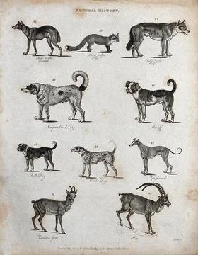 Above, a jackall, a fox, a wolf and two dogs; below, a bulldog, a Coach dog.. Stock Illustration