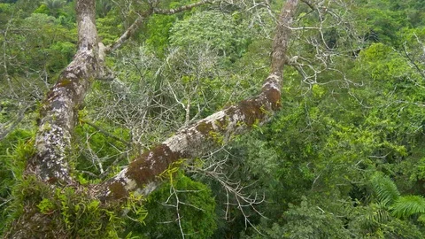 Above Jungle Canopy Stock Footage 94224715