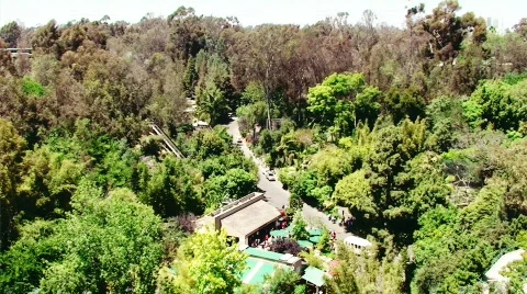 Above the Jungle Stock Footage 477664