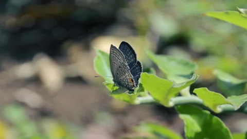 Above the leaf there is a butterfly with a gray color Stock Footage 157193564