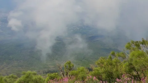 Above a mountain view low clouds moving across trees cityscape sea in background Stock Footage 113261407