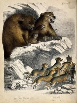 Above, a pair of bears with two cubs on a crag of a mountain with one bear .. Ilustração Stock