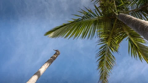 Above a palm tree Stock Footage 119160395
