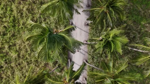 Above the Palms: A Canopy View of Thoddoo's Famous Coconut Tree Alley Stock Footage 295440287