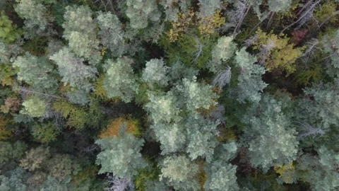 Above the pine forest Stock Footage 162780435