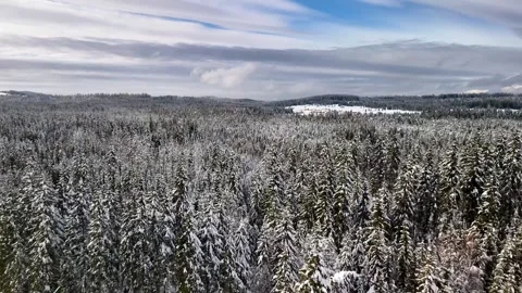 Above the pine trees in the winter Stock Footage 320800894