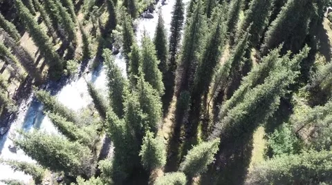 Above pines 90 degrees 動画素材 41456643