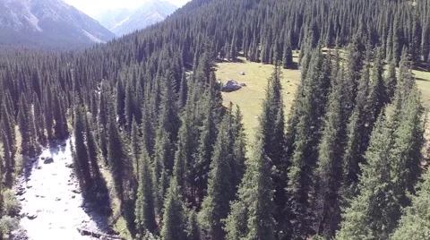 Above pines 動画素材 41456416