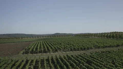 Above is a quick flight over grape, fruit, and wheat fields. Stock Footage 150866745