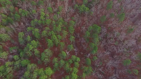 Above Remote Forest Wilderness Stock-Footage 75611112