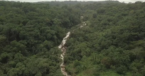Above River in Jungle Stock Footage 82492473