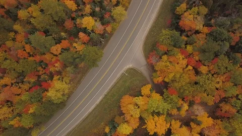 Above a road in the woods during fall Video stock 100127253