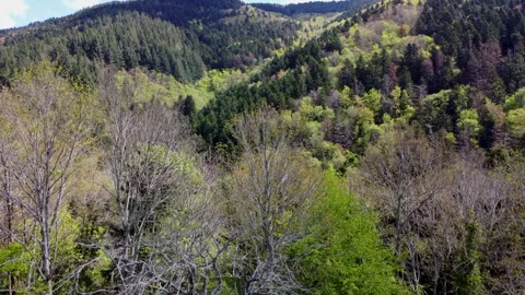 Above the silent tuscan forest Stock Footage 322058802