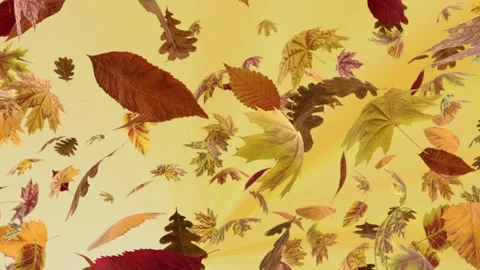 From above slowly falling different autumn leaves on yellow background Stock Footage 202090800