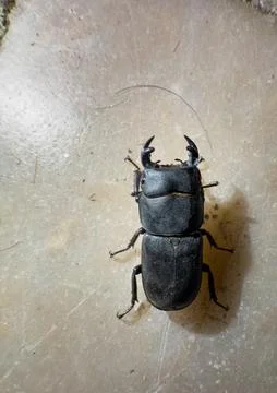 From above small stag beetle Stock Photos
