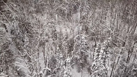 Above snow covered trees Stock Footage 86654202