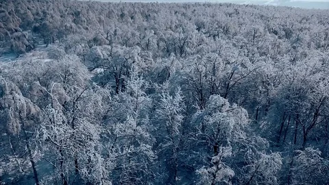 Above the snowy forest Stock Footage 85836828