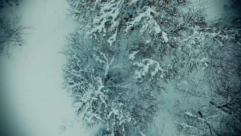 Above the snowy trees Stock Footage 101179188