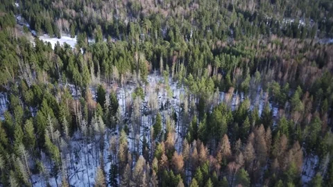 Above the sparse forest Video stock 236947383