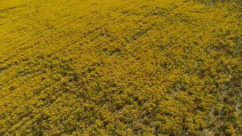 Above the spring field 스톡 동영상 89671921