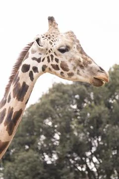Above the straight giraffe's neck Stock Photos