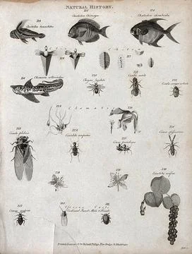 Above, three fish, four chitons (marine molluscs), a chimaera (a cartilagin.. Stock Illustration