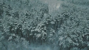 Above top view on winter forest. Snowfall on trees aerial drone footage Stock Footage