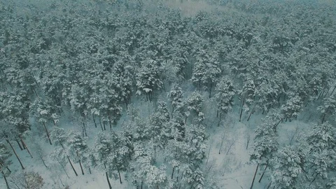 Above top view on winter forest. Snowfall on trees aerial drone footage Stock Footage 85919424