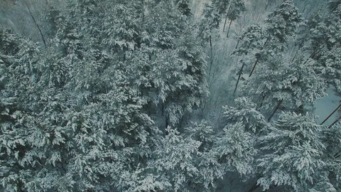 Above top view on winter forest. Snowfall on trees aerial drone footage Stock Footage 85920637