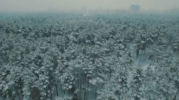 Above top view on winter forest. Snowfall on trees aerial drone footage Stock Footage 85923340