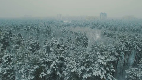 Above top view on winter forest. Snowfall on trees aerial drone footage Stock Footage 85927342