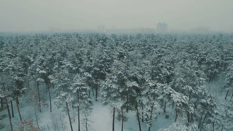Above top view on winter forest. Snowfall on trees aerial drone footage Stock Footage 85933113