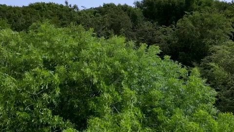 Above Tree Canopy  360 panorama on windy day in summer , Friston Forest, UK Stock Footage 244790711