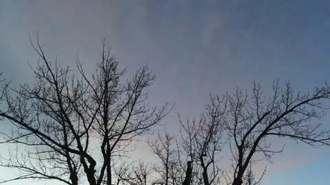 Above tree to mountain - Drone camera moves up and forward Stock Footage 137894791