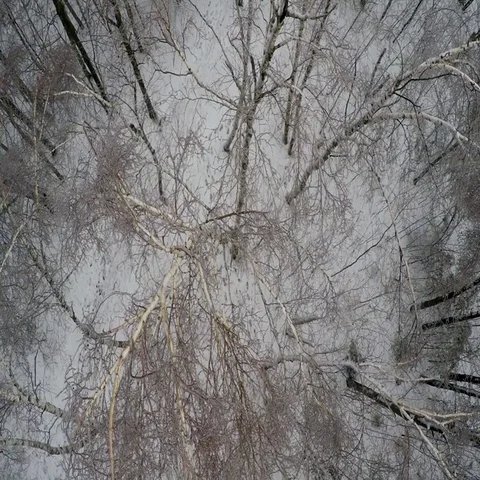 Above the trees, Drone Shot Video stock 69735969