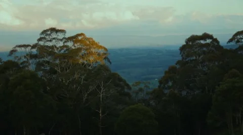 Above the trees Video stock 42484999