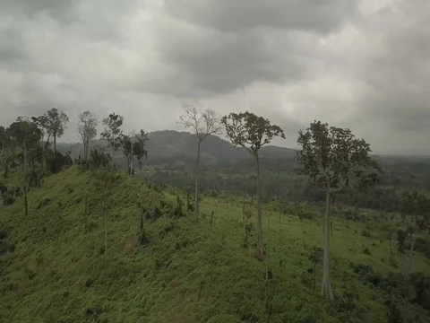 Above Trees Stock Footage 82492712